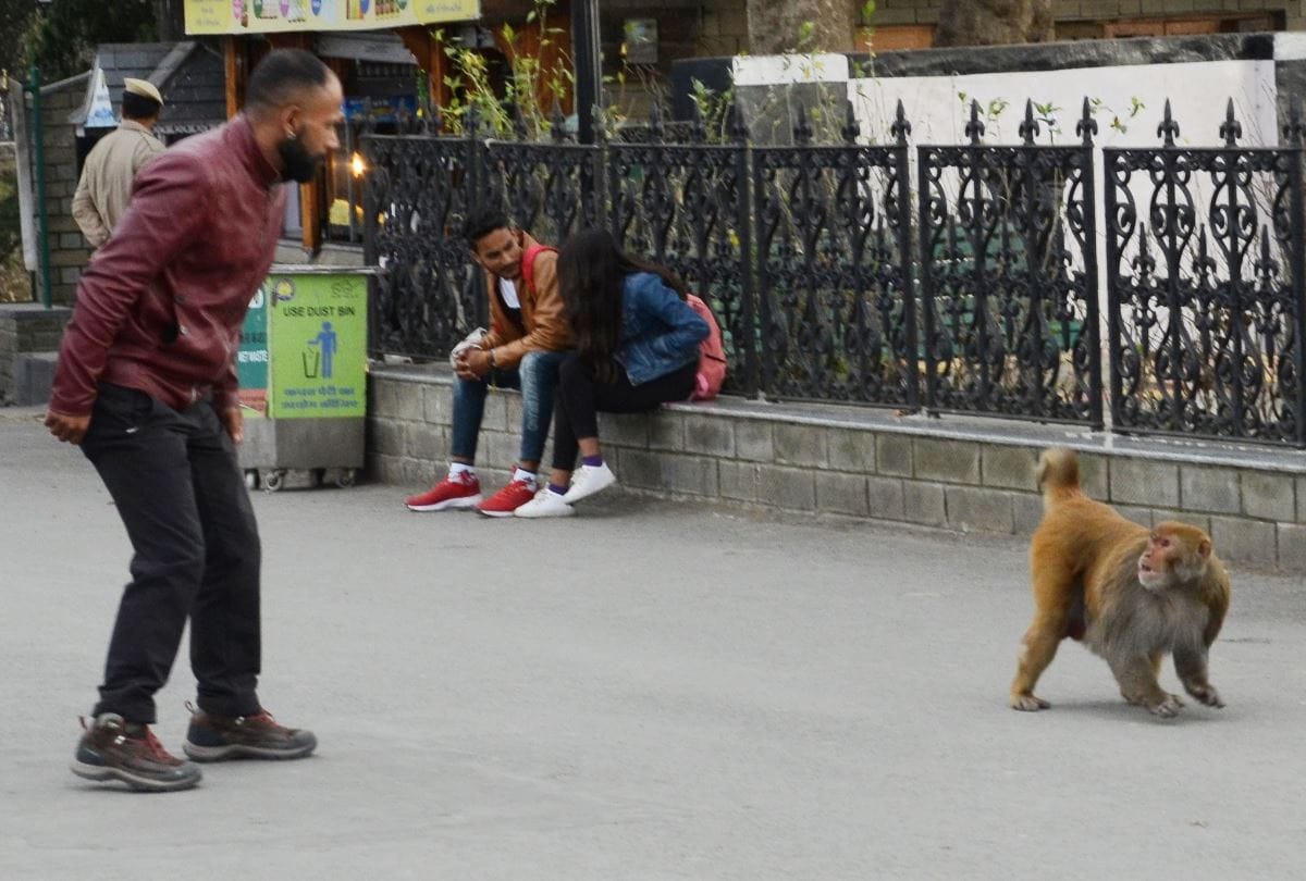 Monkeys of Rhesus macaque species declared as vermin for one year in 91 tehsil in himachal