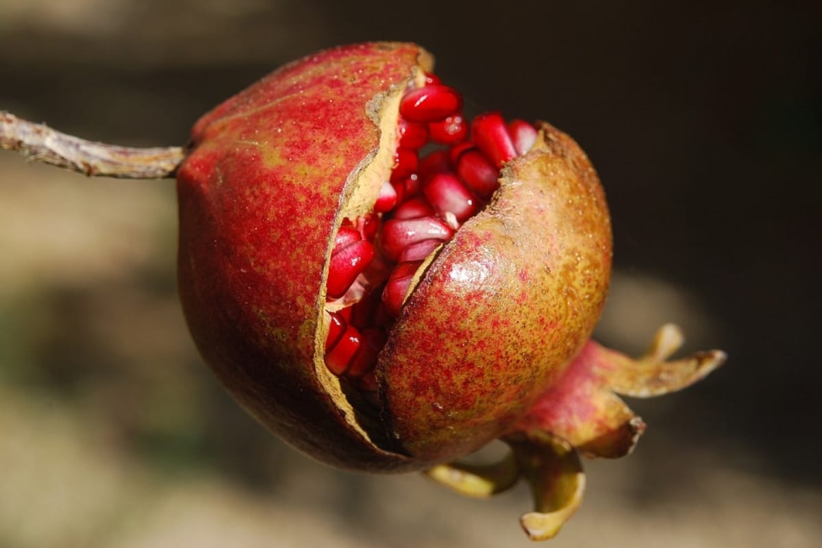 eat this fruit peels for healthy body and glowing skin