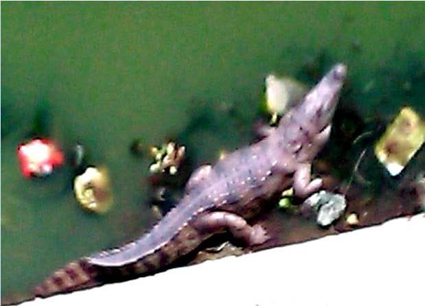 Hathras: Crocodiles in the pond, people seen in panic
