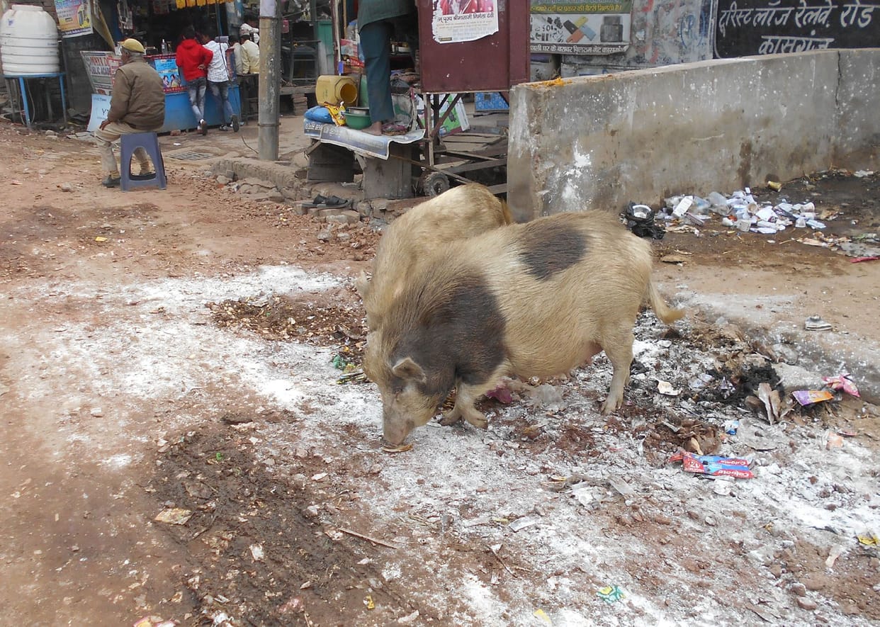 pig ka hamla