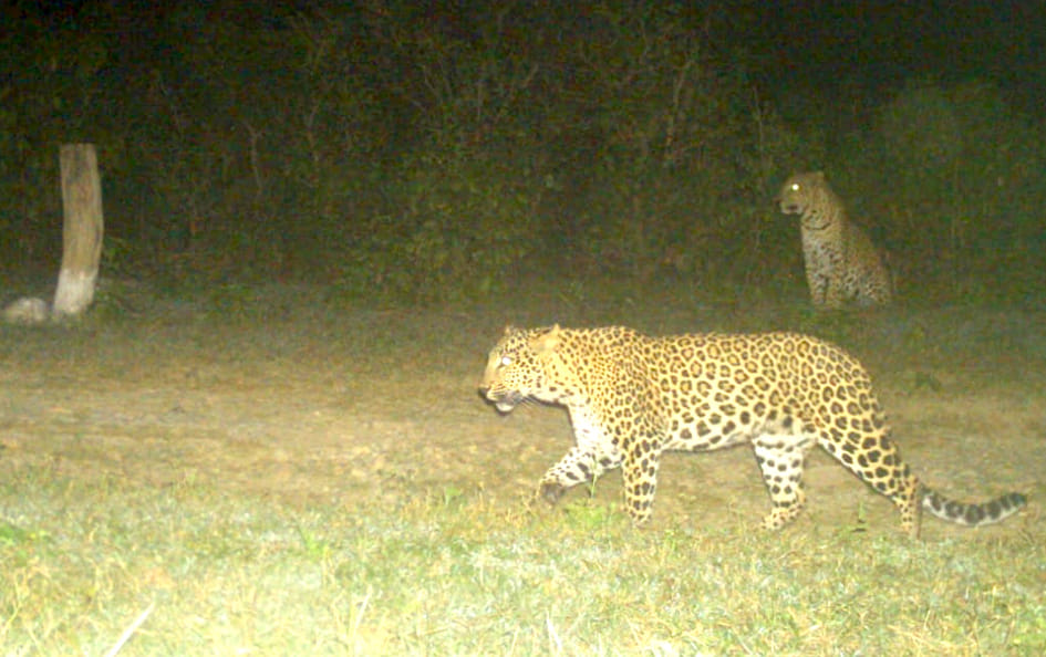 Male and female leopards seen in forest area, enthusiasm in forest department