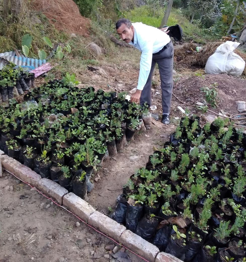 tree plantation