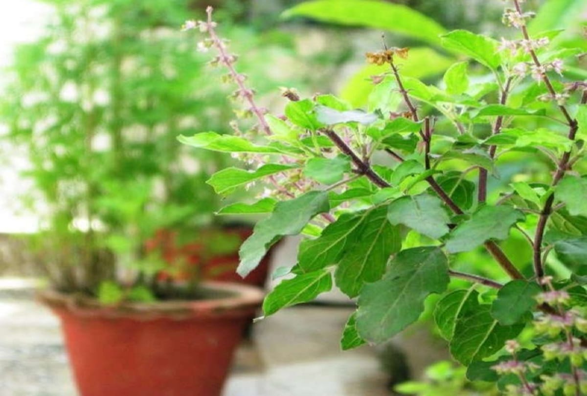 According to Vastu the right place and right direction to plant Tulsi