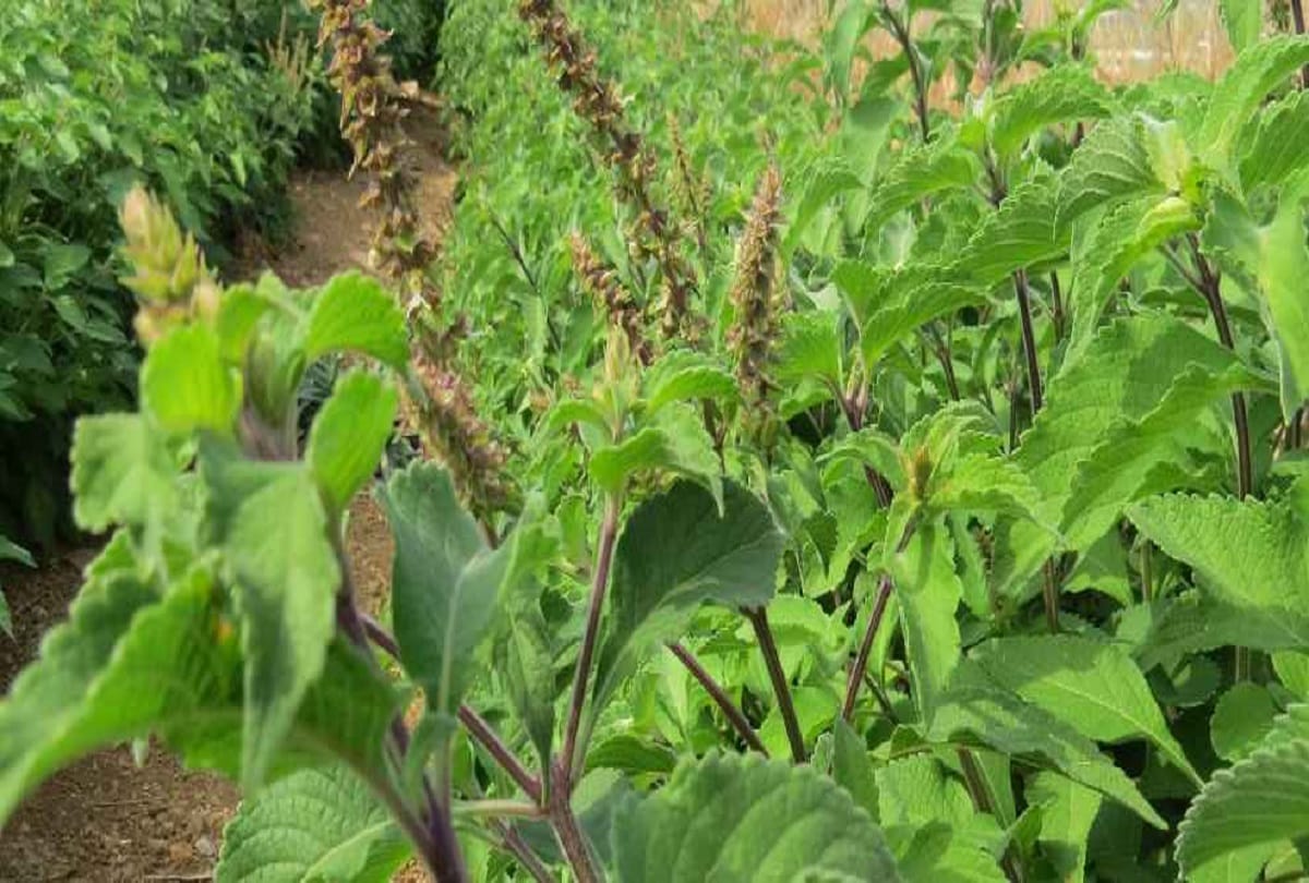 Burning lamp under Tulsi removes impoverishment from home