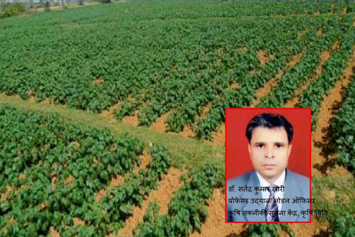 Agricultur news, How to avoid mice in wheat, agricultural experts will answer your questions