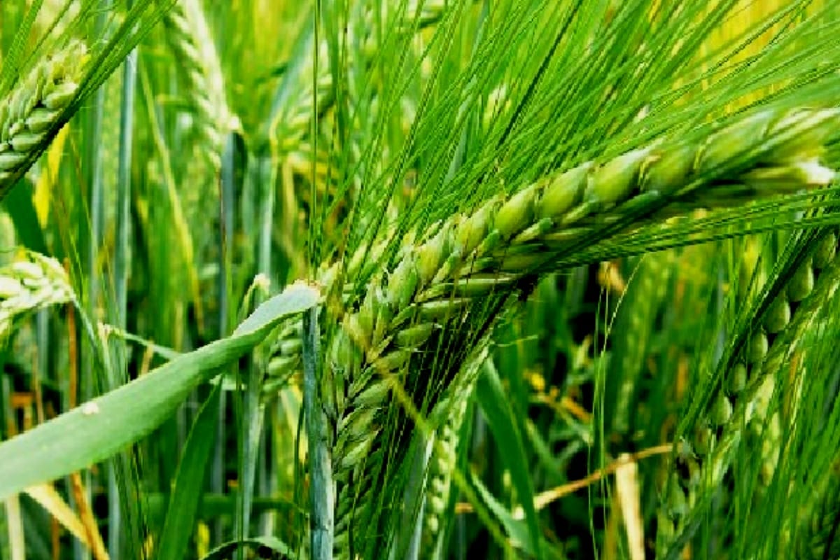 UP: 75 percent grant to increase organic farming