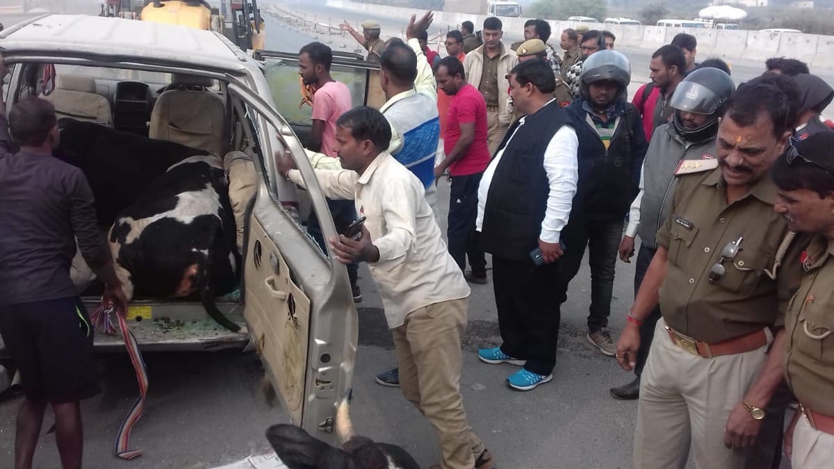 Police recovered smuggling animals from tavera in aurai bhadohi