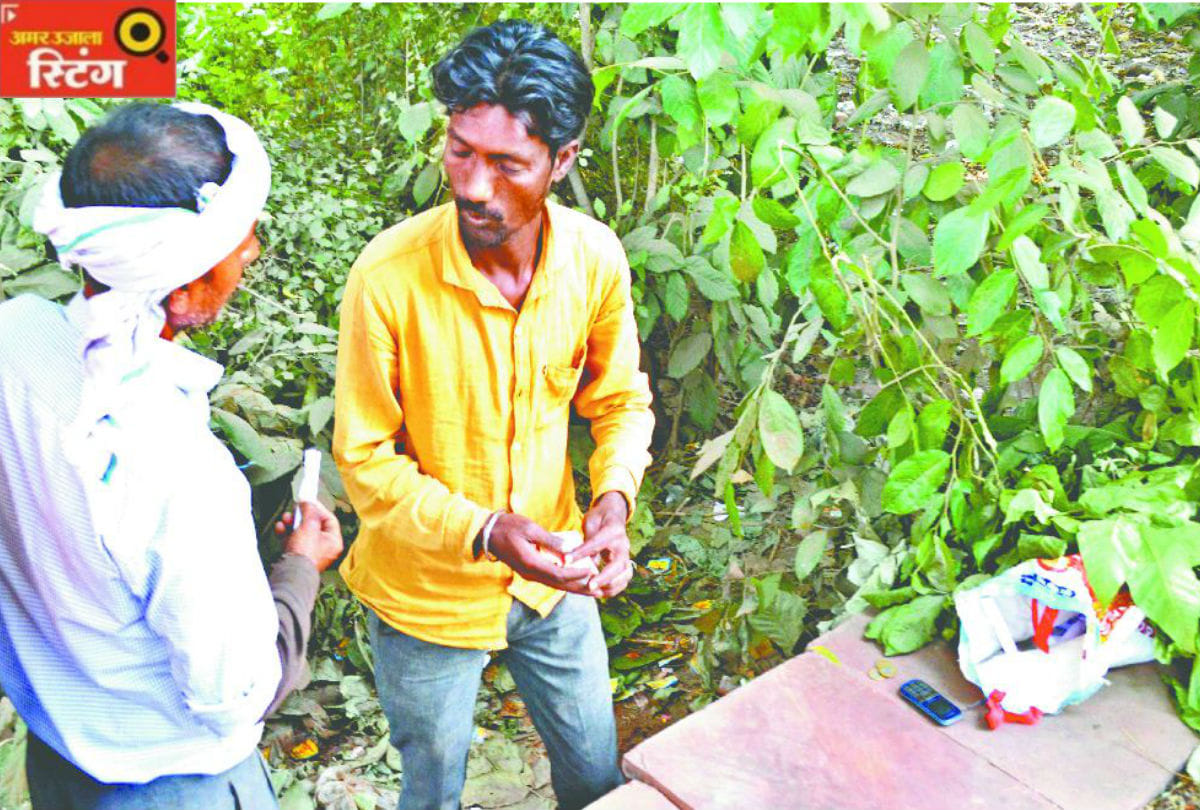Amar Ujala Sting Operation Big Exposed Of Ganja Dealer In Agra