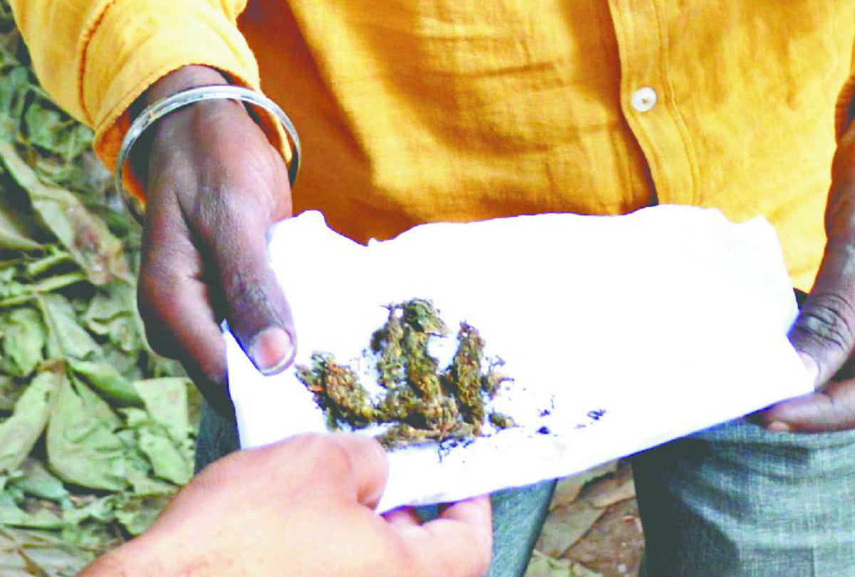 Amar Ujala Sting Operation Big Exposed Of Ganja Dealer In Agra