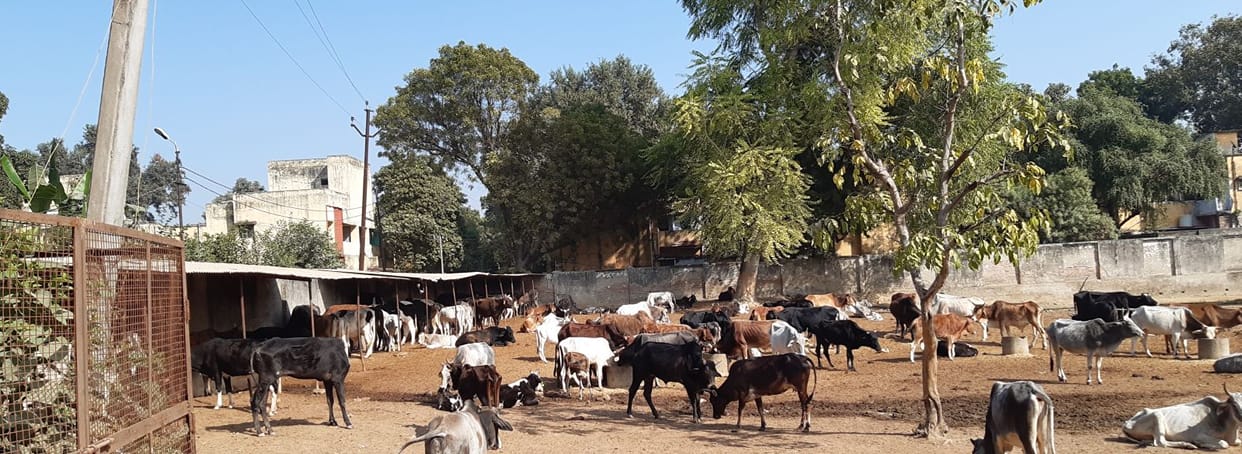 Four cow dynasties died again in transit hostel goshala