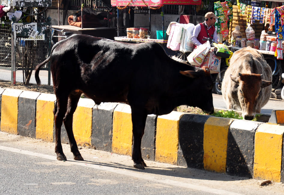 Destitute cows on the streets, then what kind of cow slaughter