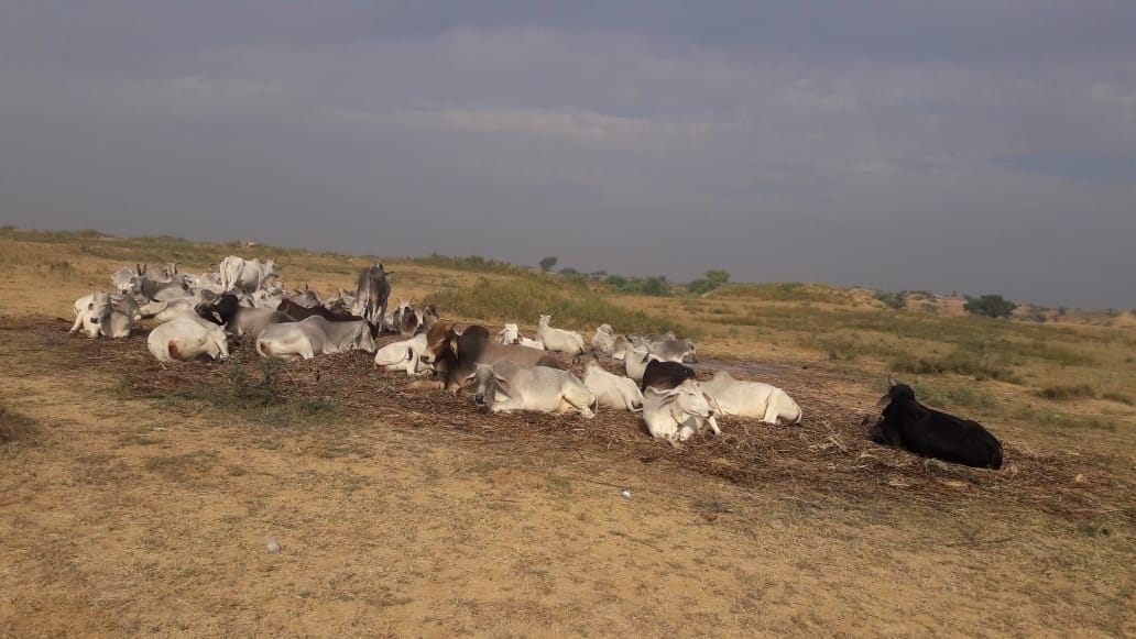 Anna cattle destroyed 77 bigha crop