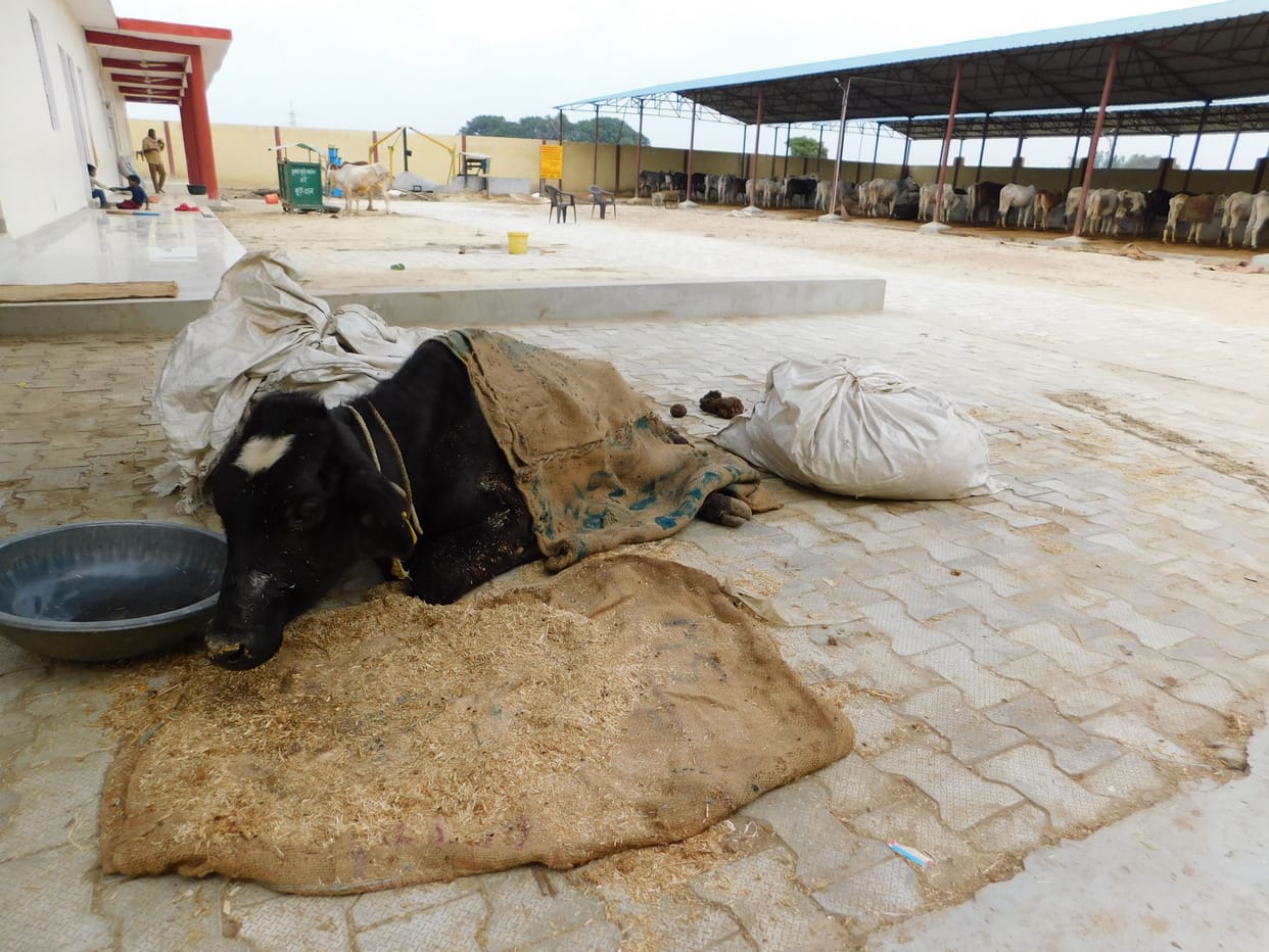 kanpur dehat cow