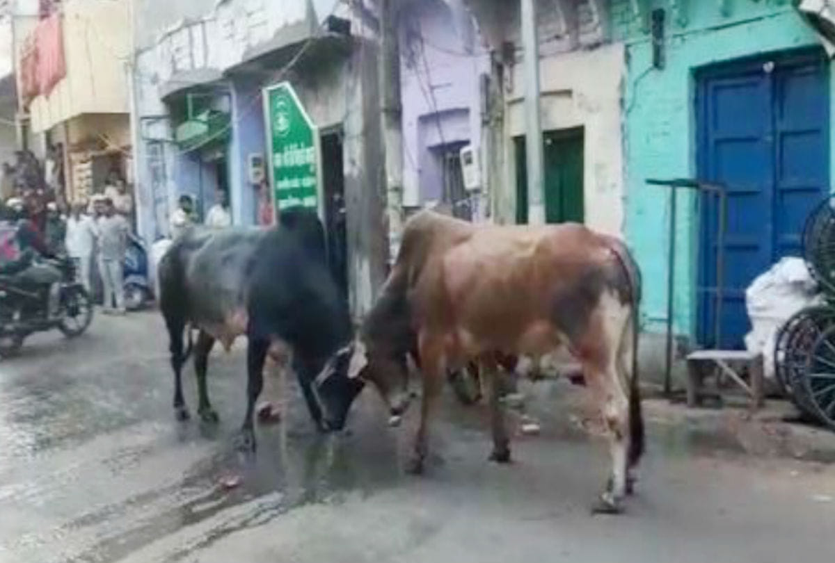 Bull entered the primary school of Badaun four injured
