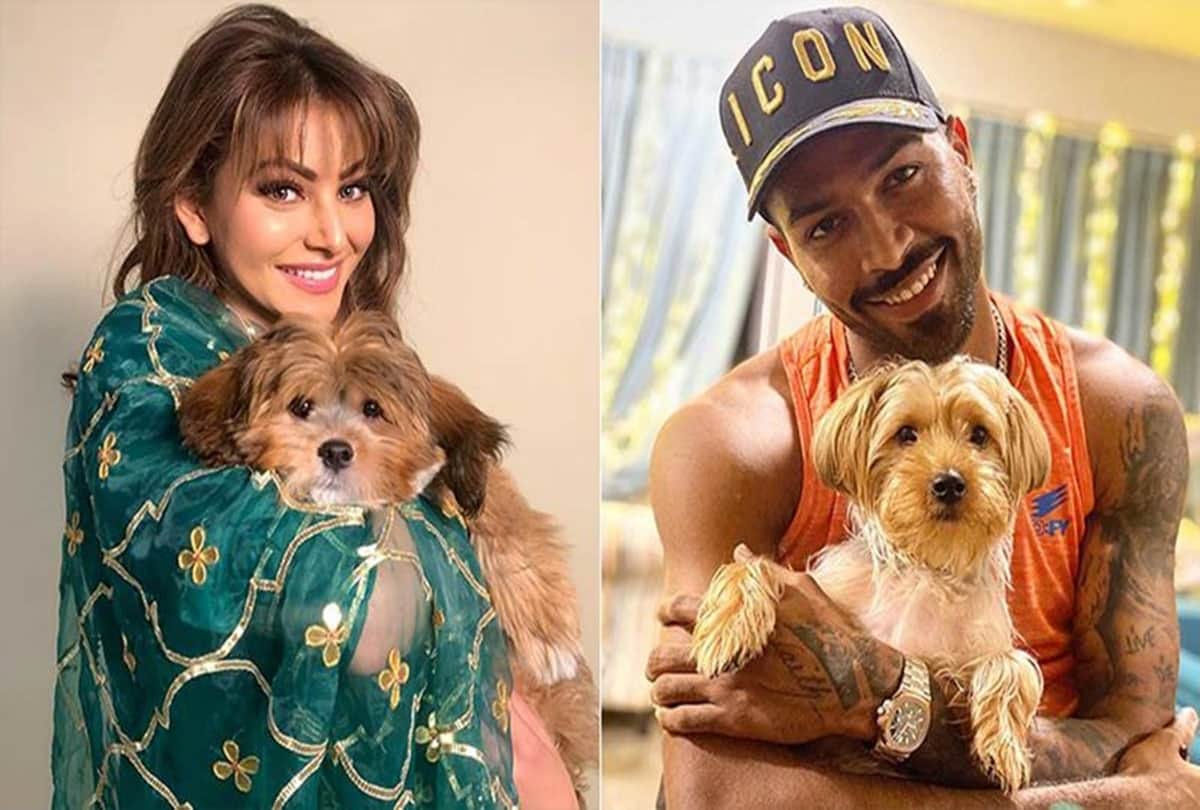 Indian cricketer Hardik Pandya gifted actress Urvashi rautela a puppy