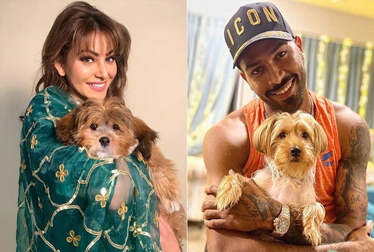 Actress Urvashi Rautela Reaction on indian Cricketer Hardik Pandya and natasa stankovic Engagement