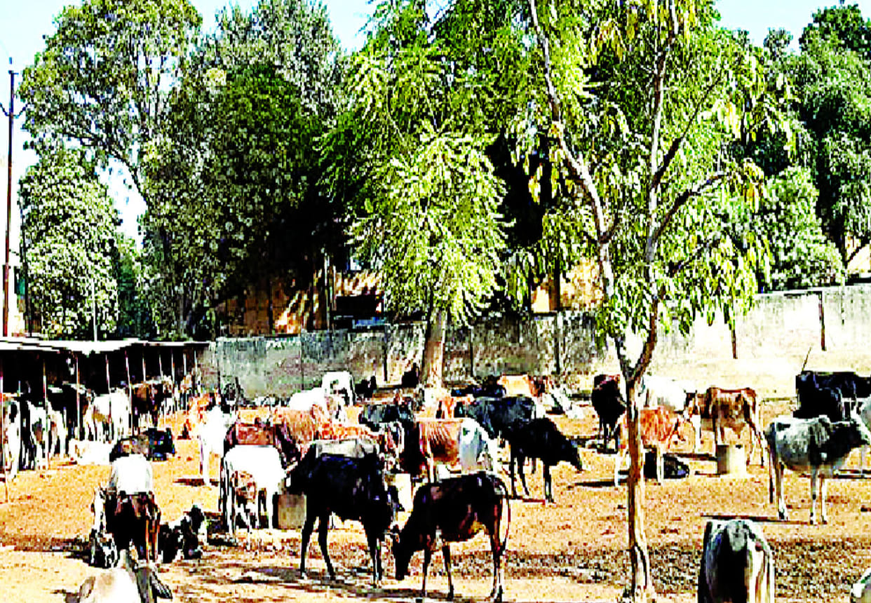 Four cattle died in cowshed in farrukhabad