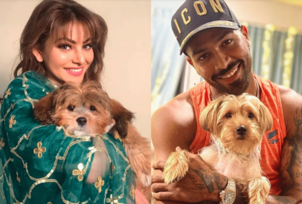 hardik pandya gifted puppy to urvashi rautela social media viral