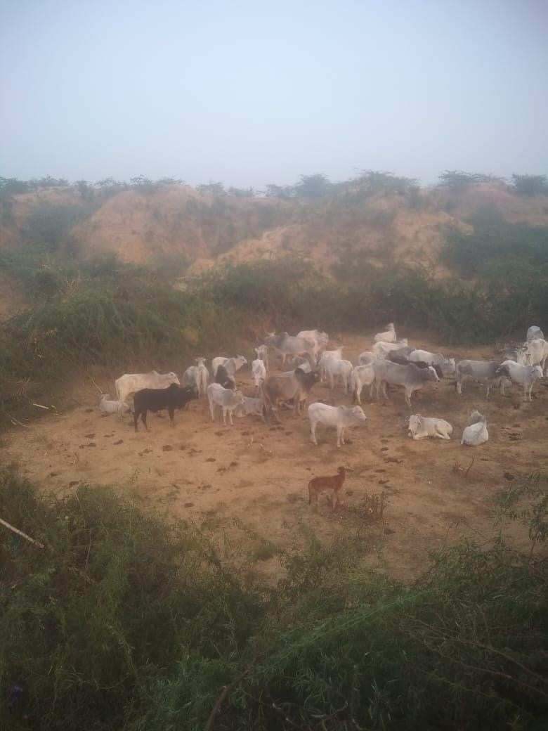 Collective efforts of farmers, made cattle fence