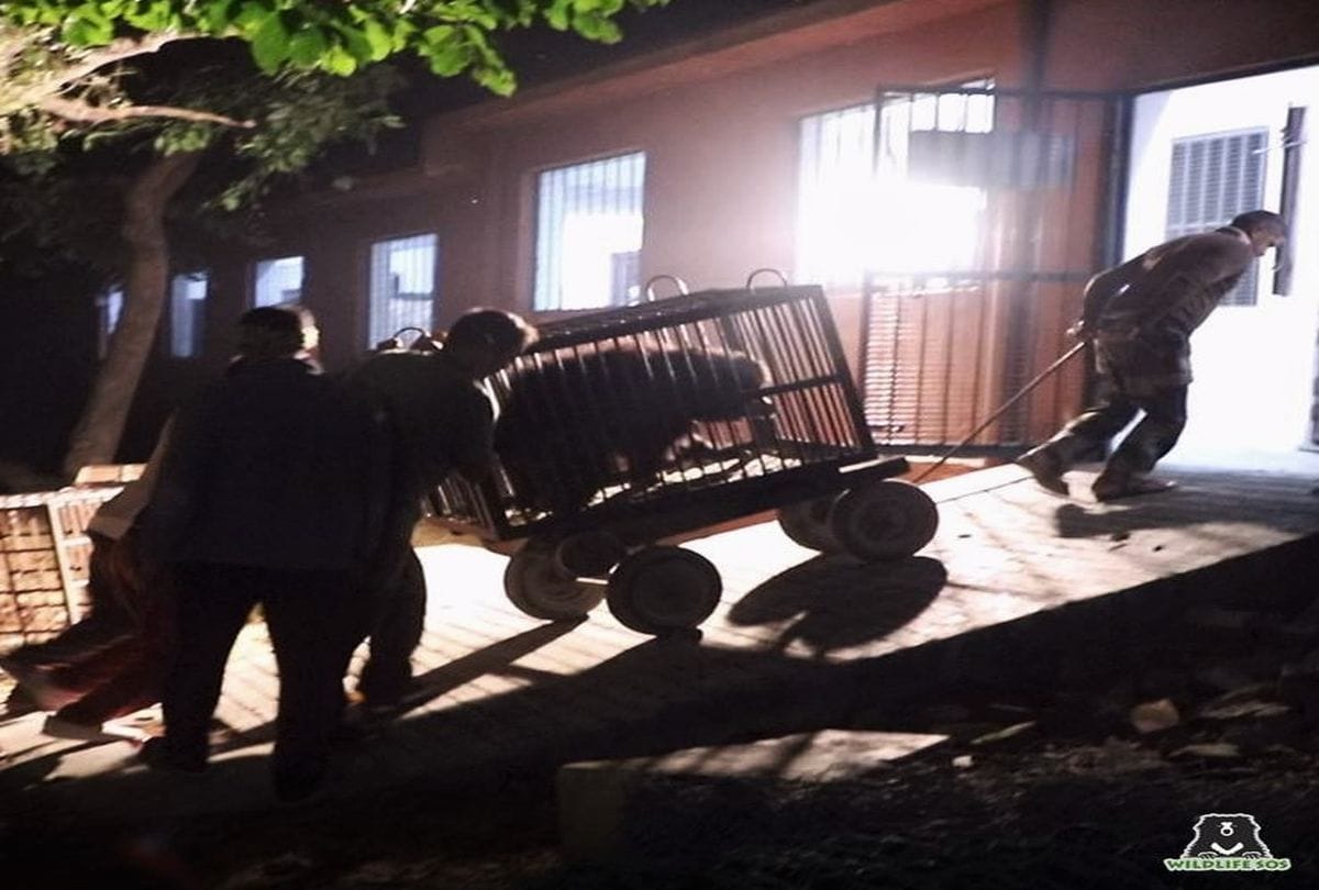 Bears Rescued In Keetham Ten Years Update News Agra