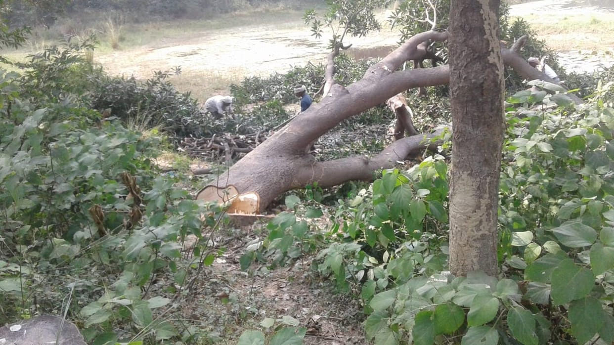 tree