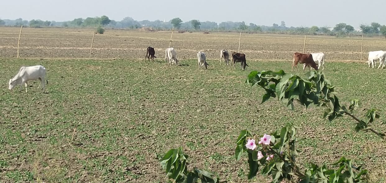 Cattle destroyed eight bigha crop