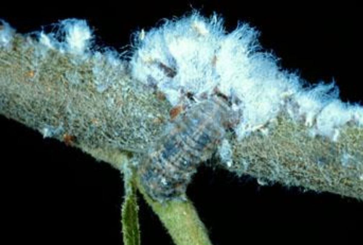 Woolly aphids attack on apple plants in shimla in himachal pradesh