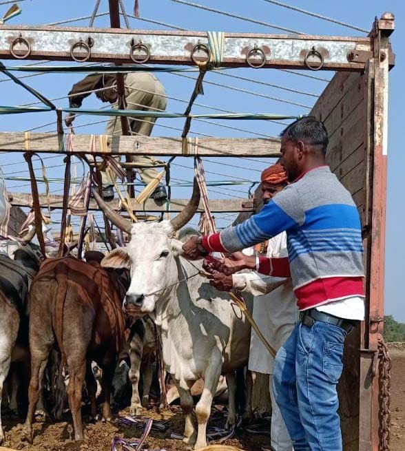 17 cattle found in truck, three caught