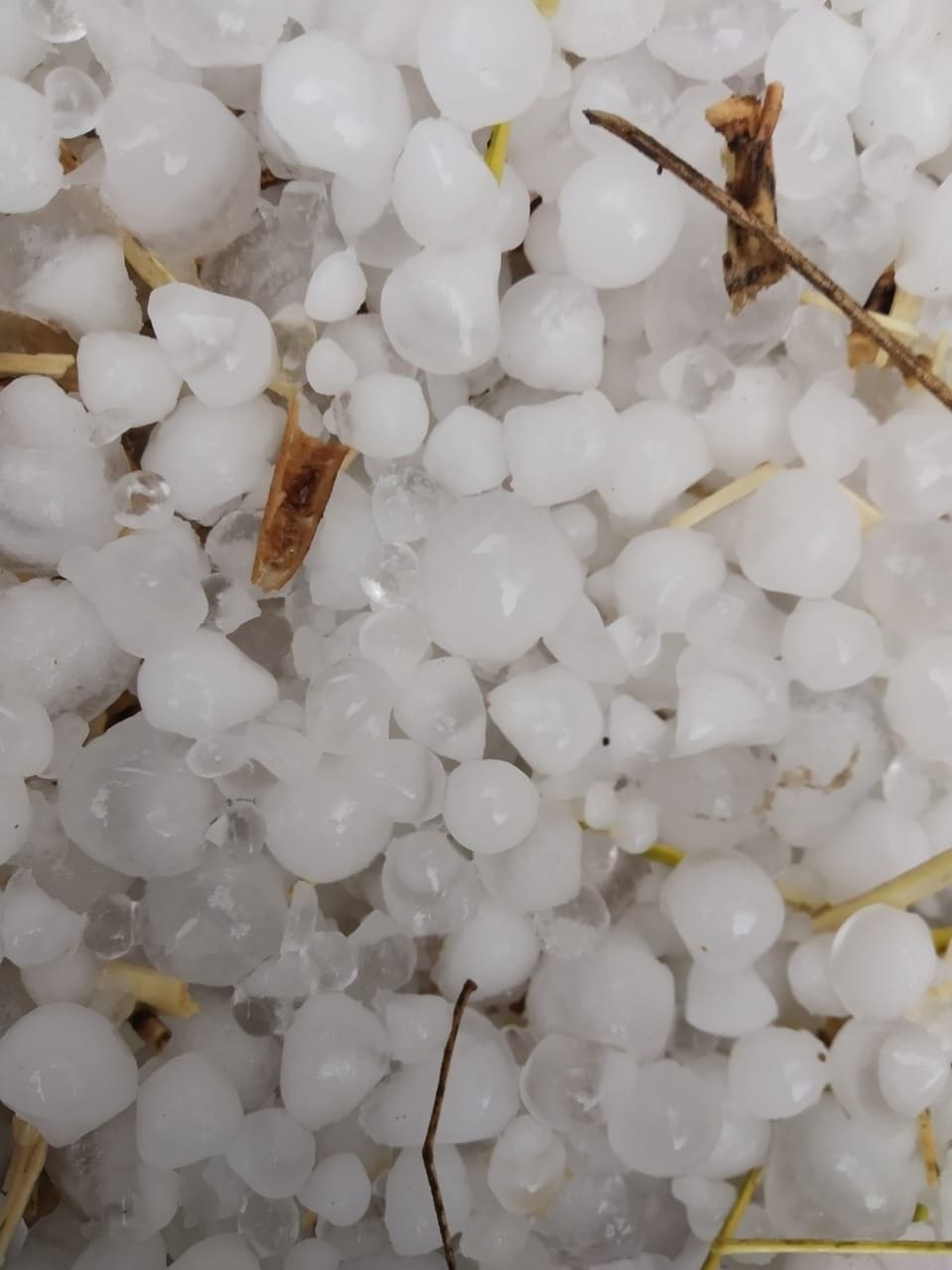 rain, crop