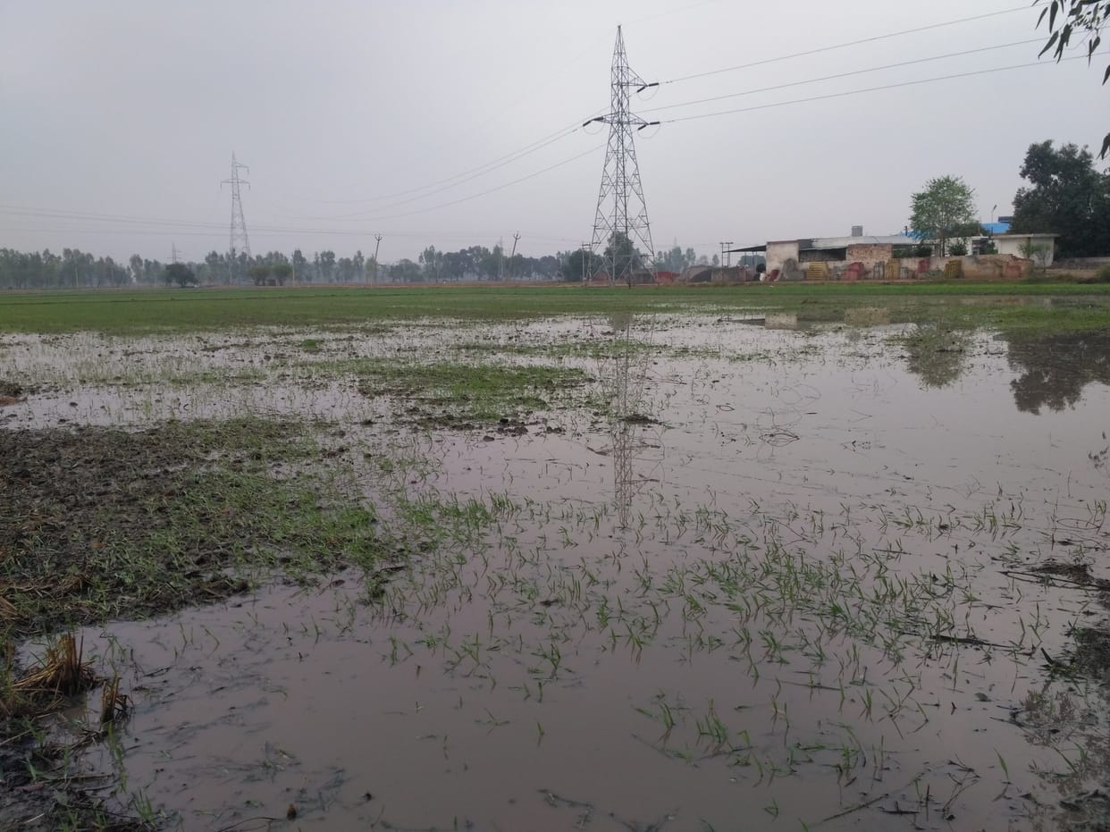 heavy rain, crop damage dur to hail storm, rain, weather, fatehabad