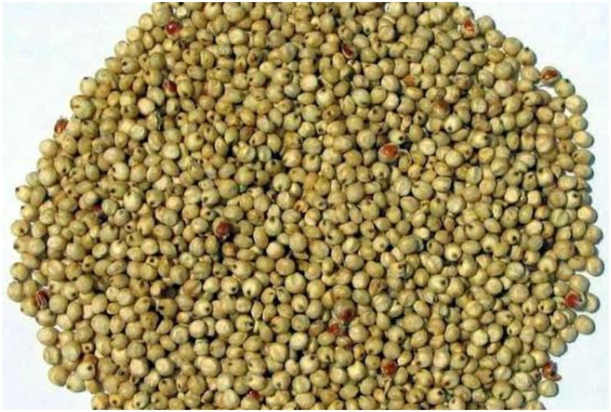 5 superfoods for winter to stay healthy