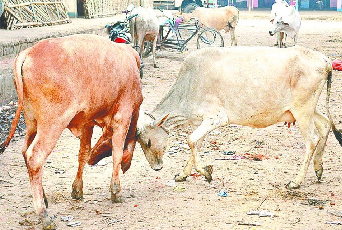 Youngman Dies In Bulls Fight On The Road