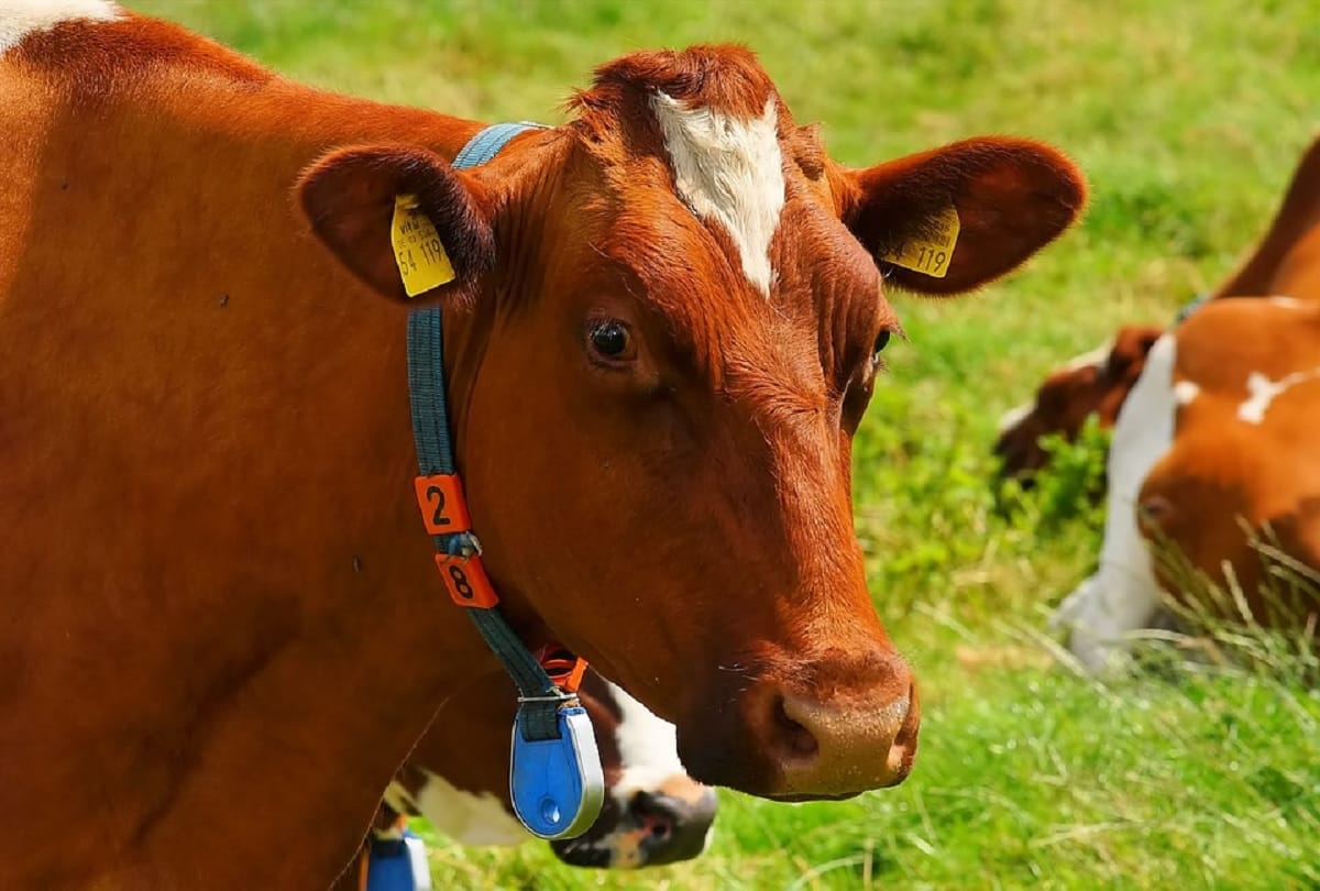 cows get virtual reality headsets to reduce their anxiety in Russia