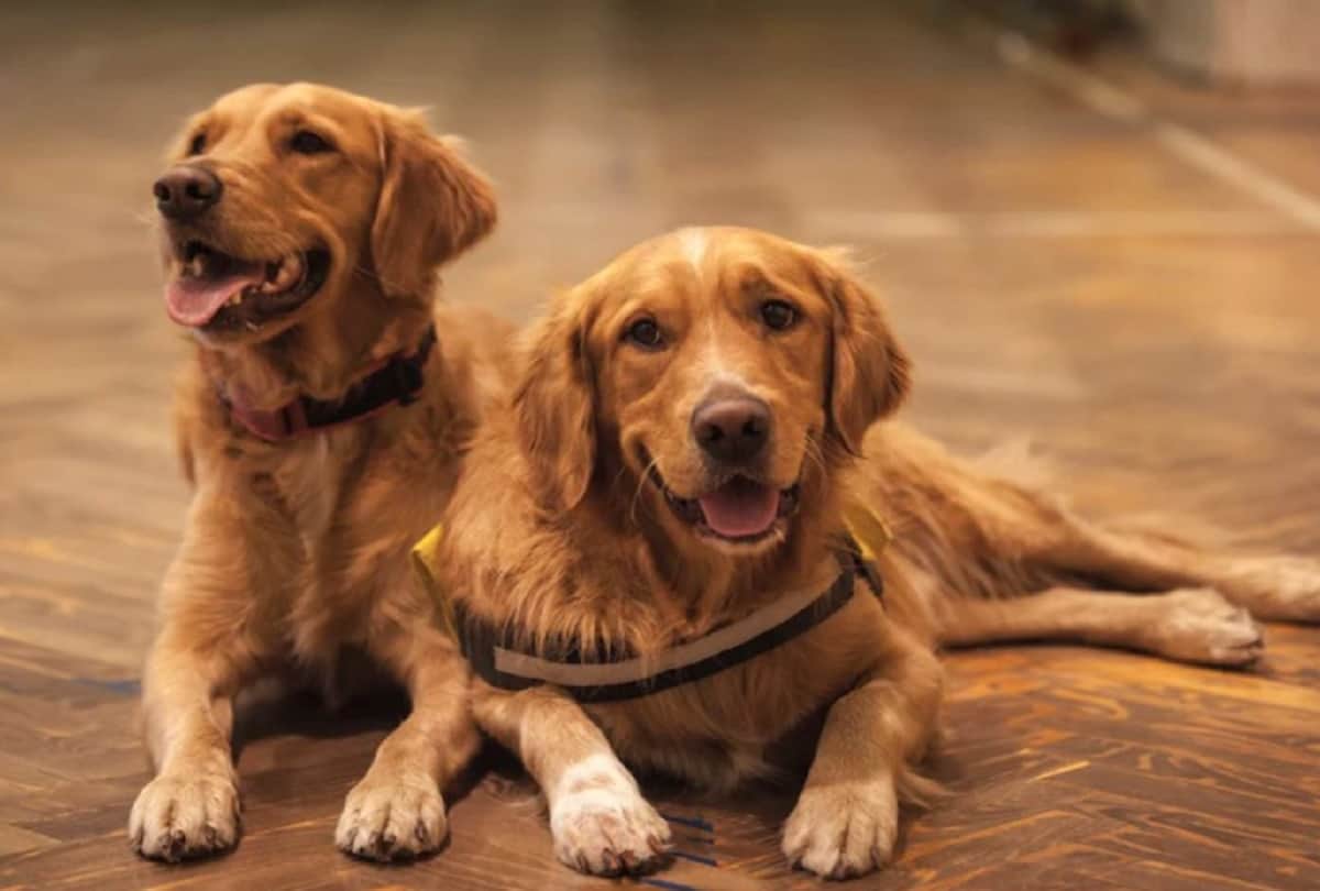 corona virus pandemic dog detect virus by smelling in britain