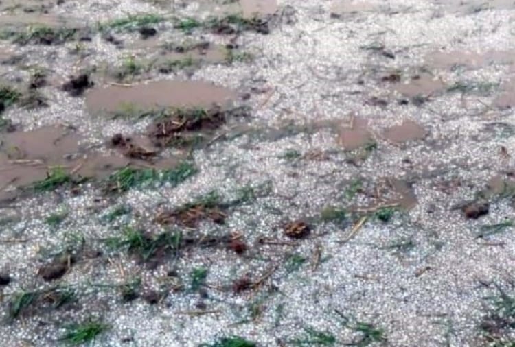Hailstorm with rain in several districts of haryana