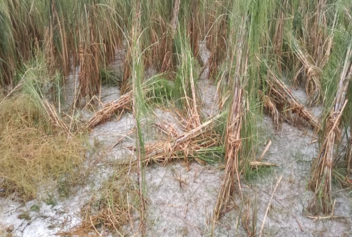 Delhi NCR latest weather updates rainfall snowfall hailstorm air quality index current news