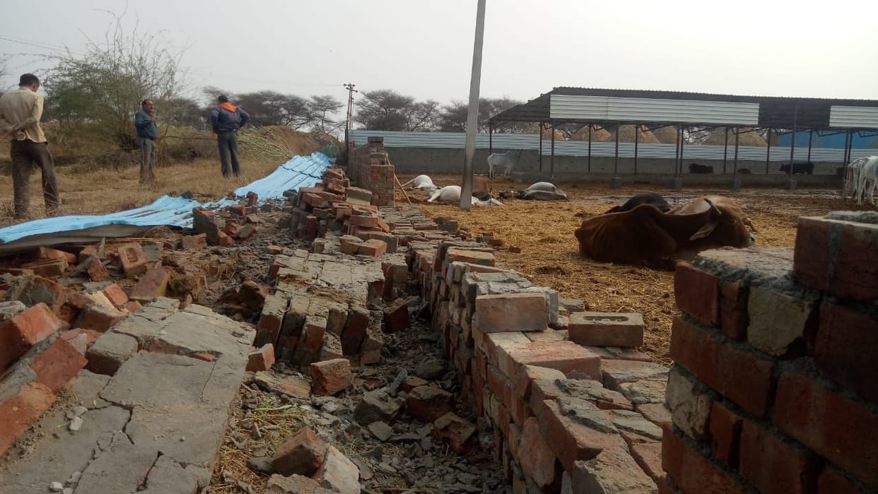rain, crop damage in many village, death of 15 cows in nandishala, fatehabad
