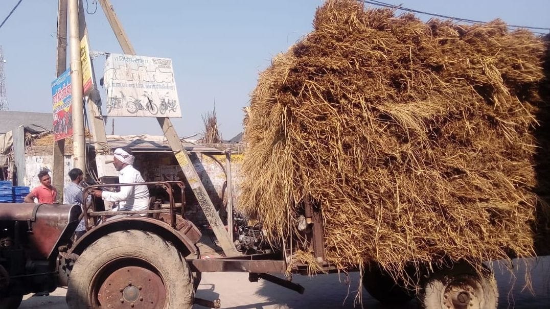 the parali ccomes from haryana