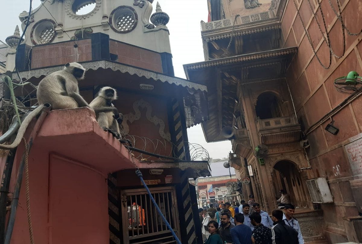 Langurs to be deployed to shoo away monkeys during President Visit in Vrindavan