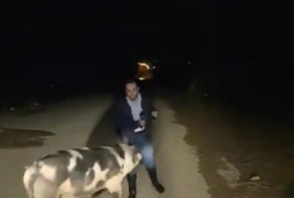 Pig following reporter and biting him in Greece video viral on social media
