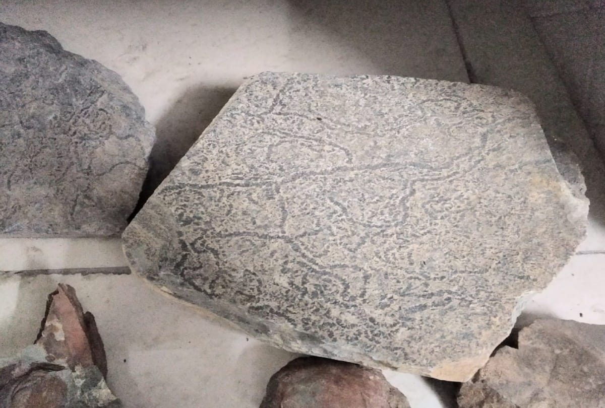 551 lakh years old fossil found in ranjana of sirmour himachal pradesh