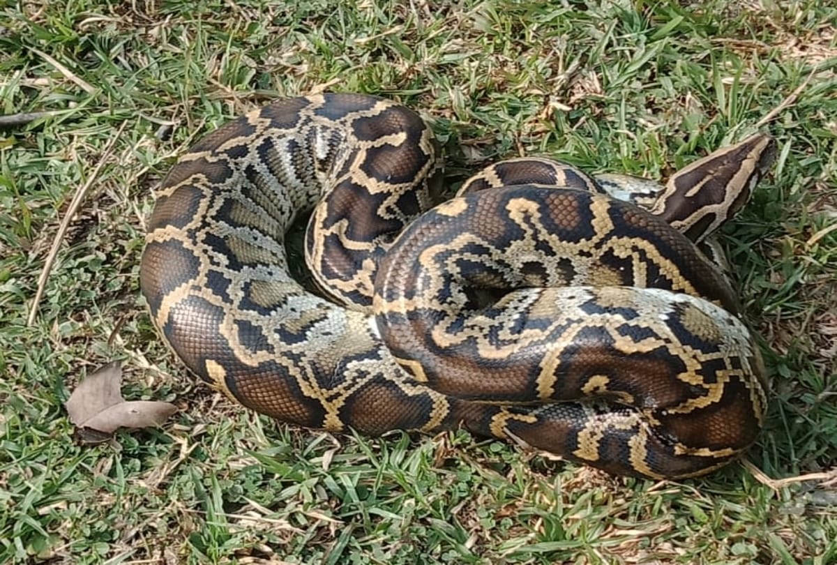 Buddhist monk Viletha Sikata creates refuge for snakes at monastery
