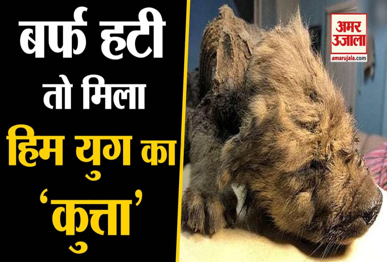 वायरल वीडियो