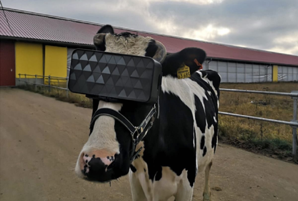 Cows also have emotions, reducing discomfort through virtual reality set