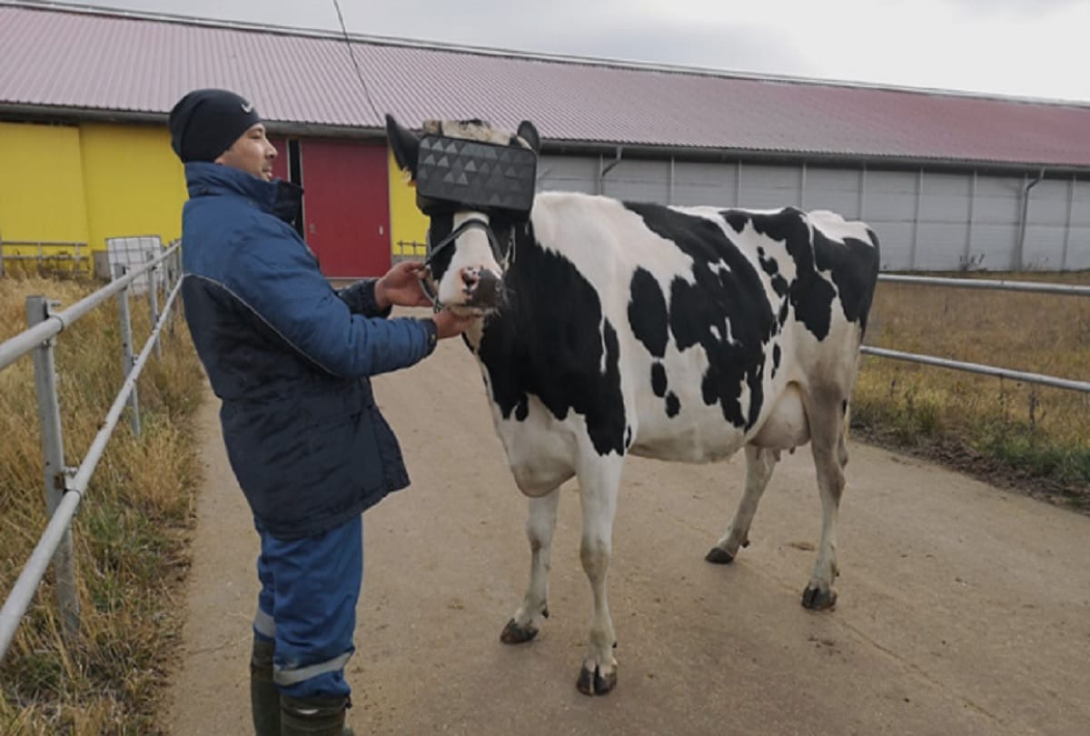 cows get virtual reality headsets to reduce their anxiety in Russia
