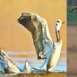 वन्यजीवों  को हमारे जंगलों और अभयारण्यों में देखा जा सकता है
