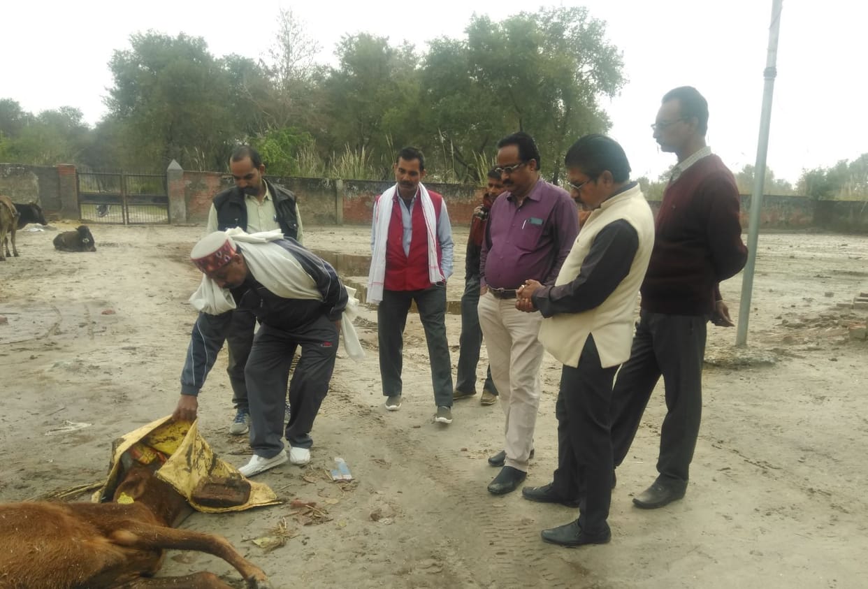 Five in Katri Dharmpur Gosadan, one cow died in transit
