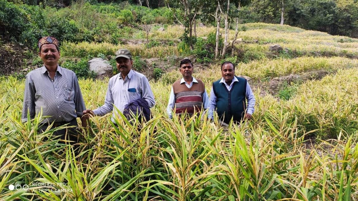 Ginger crop will raise the farmer's income