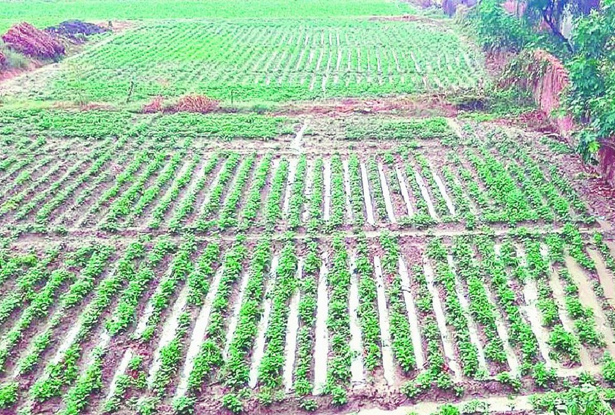 potato crop damage due to rain and hail in agra