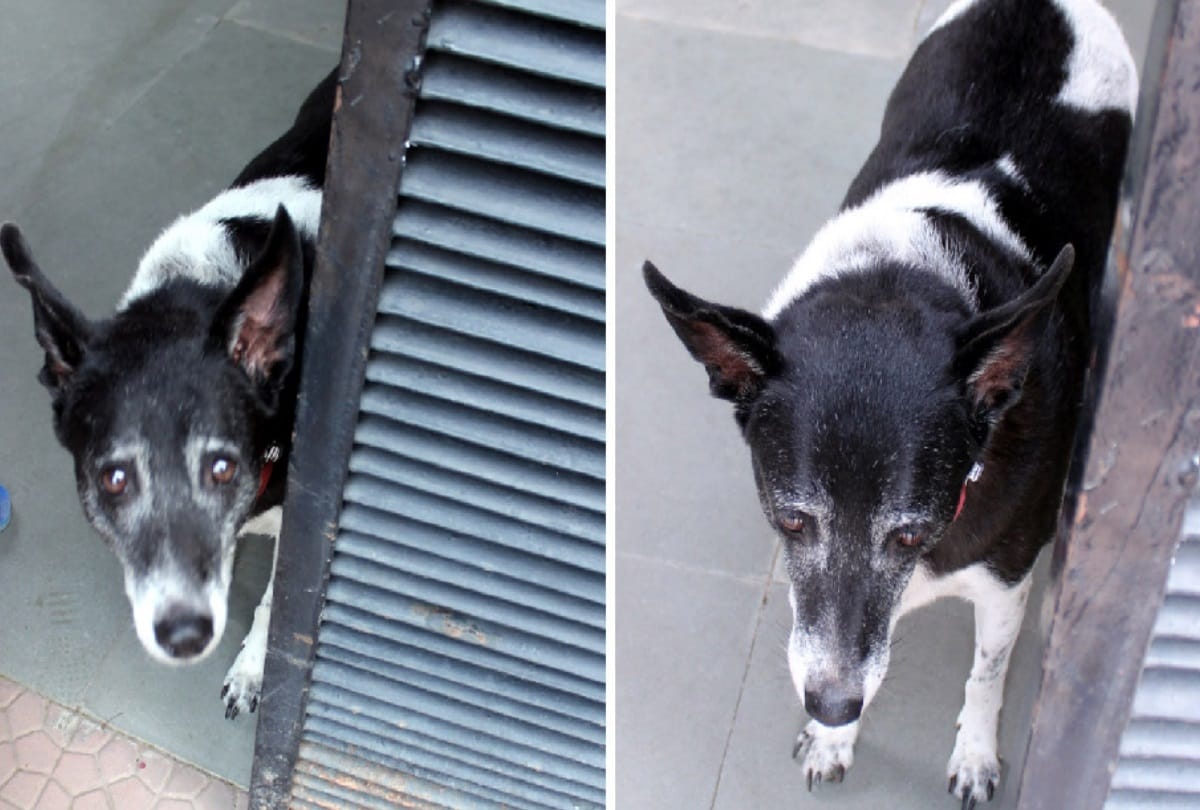 admiral sushil kumar passes away his beloved dog is so sad that he kept waiting for him on gate